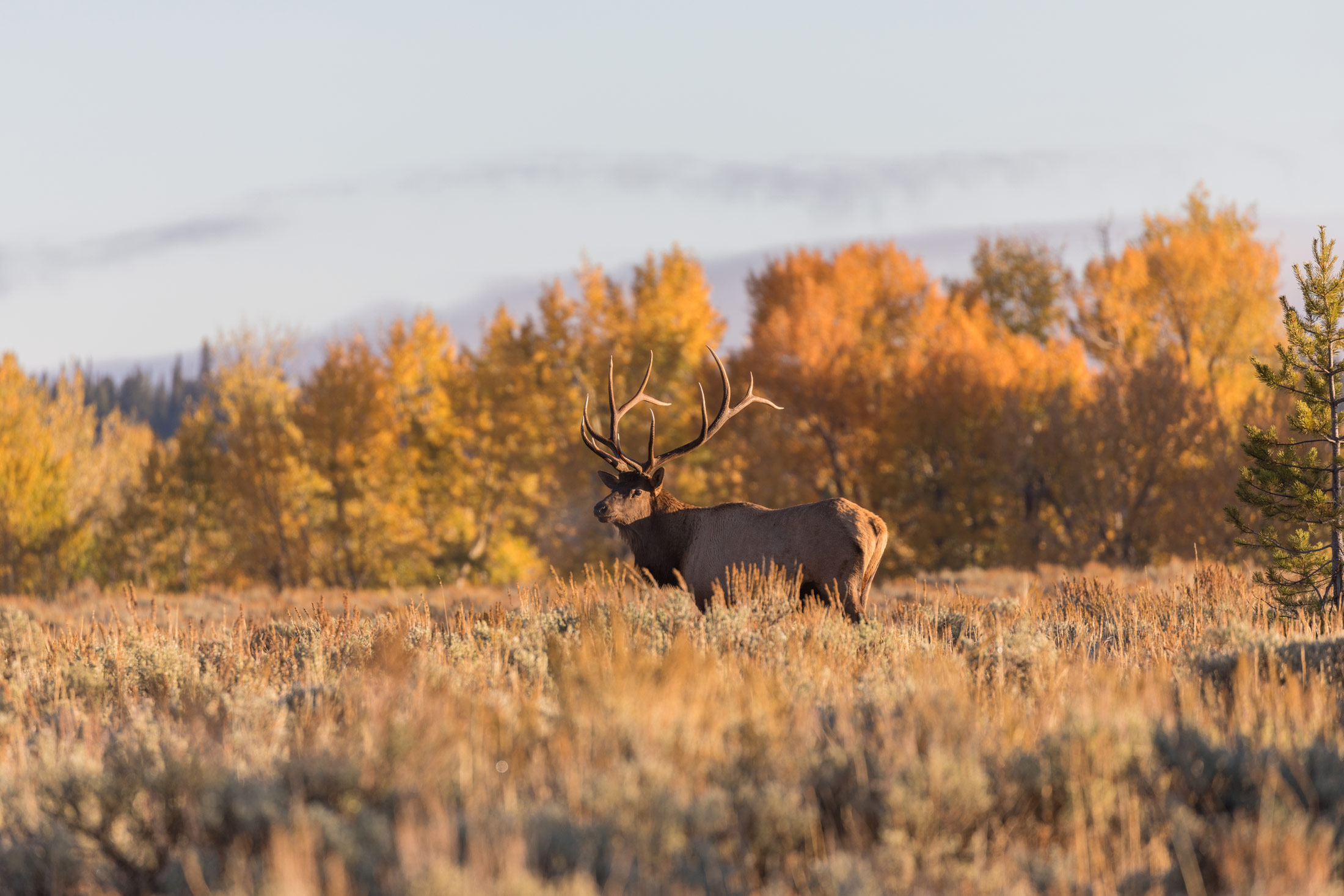 Wildlife Viewing